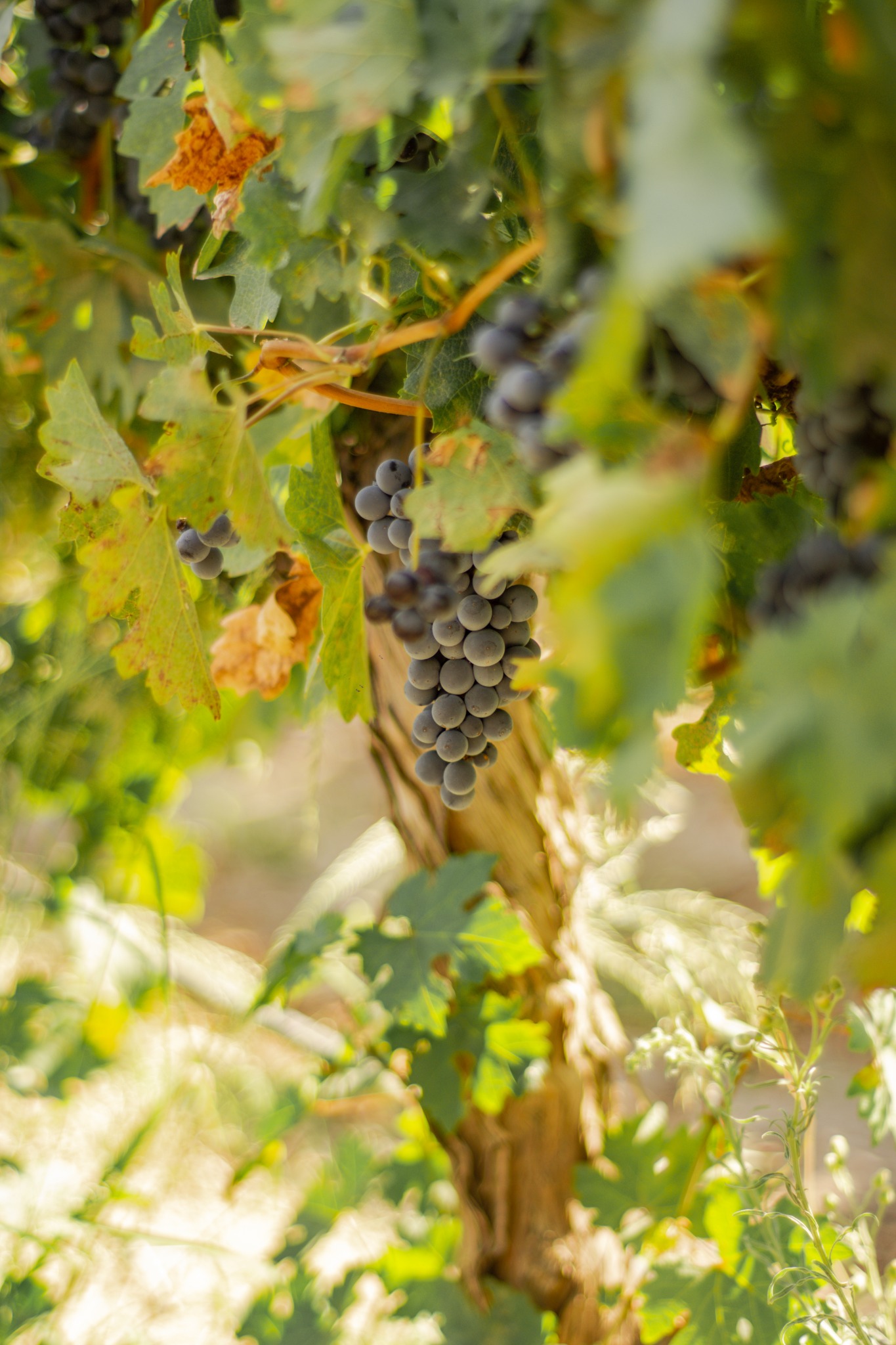 Racimo de uvas en el viñedo de Finca Propia